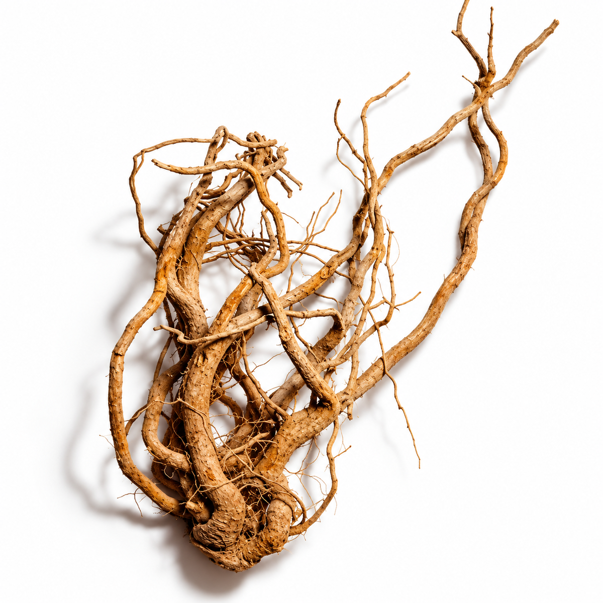 Adaptogene in der Hautpflege: Ashwagandha, Reishi & Co. – Stresshelfer oder Marketing-Trend?