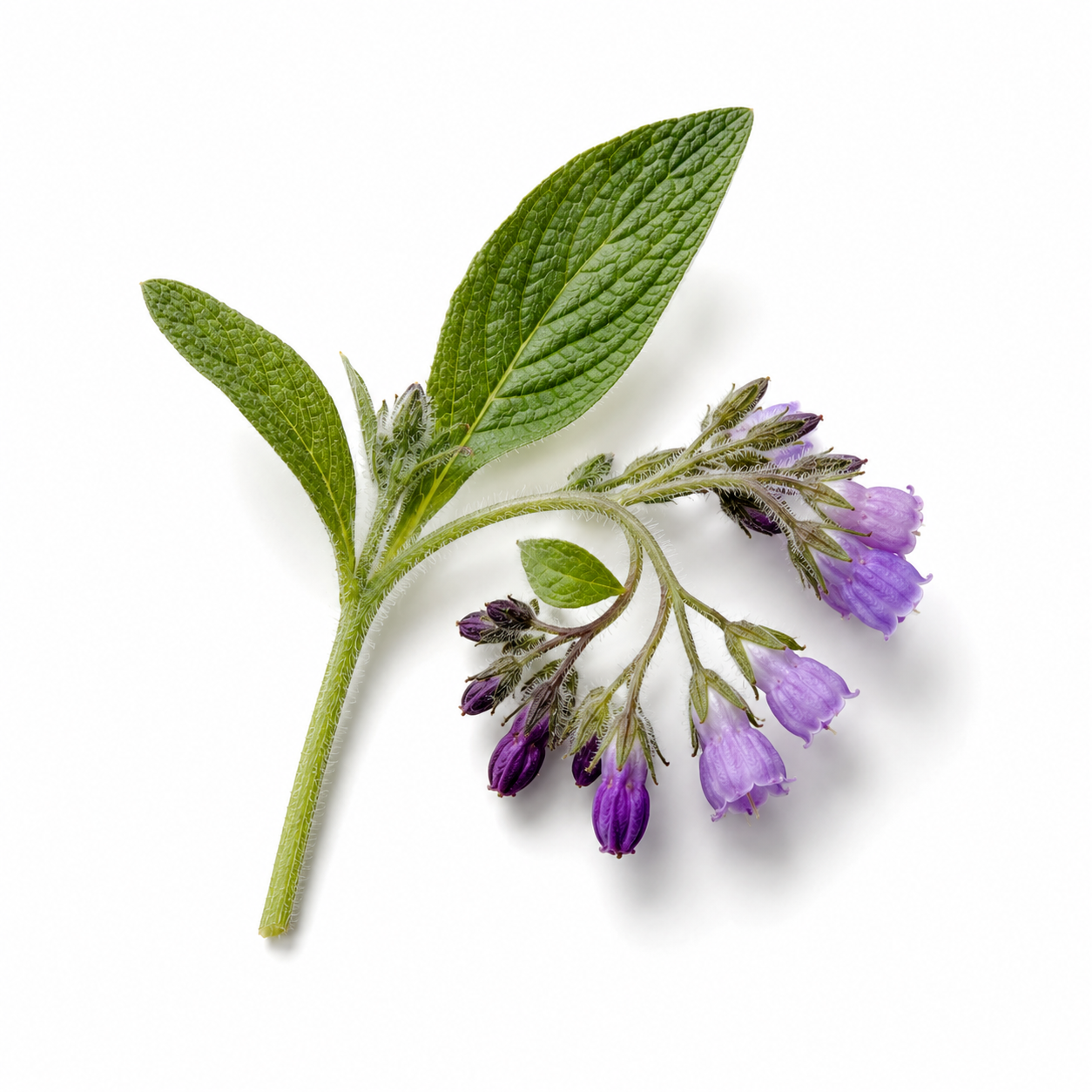 Allantoin in der Hautpflege: Was der unterschätzte Beruhigungs-Wirkstoff wirklich leistet