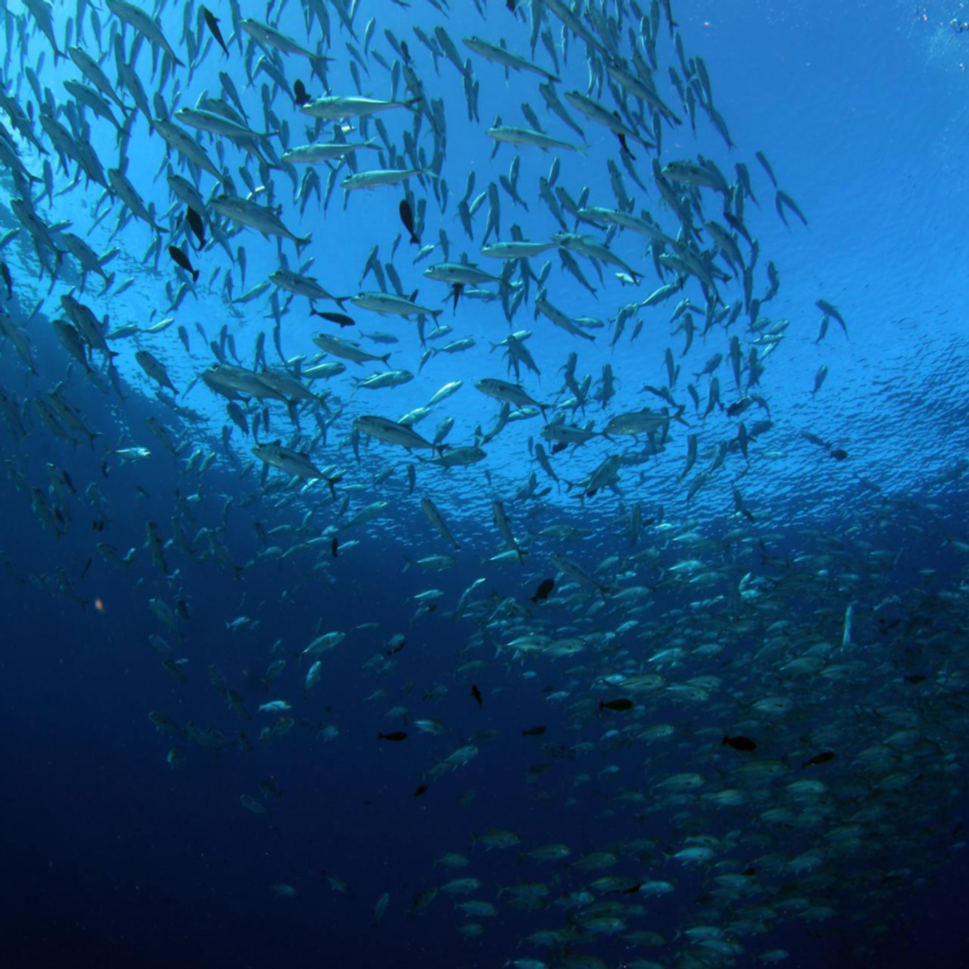 Was ist PDRN eigentlich